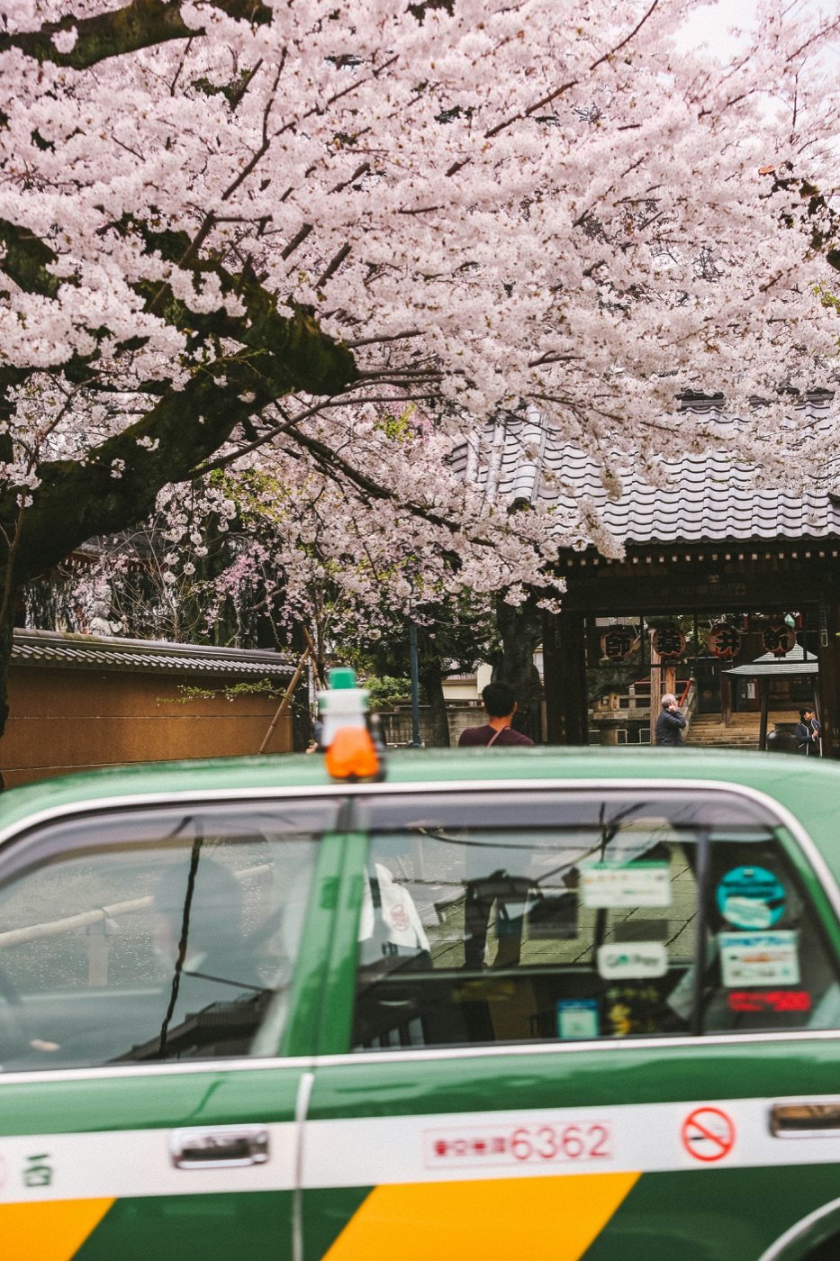 Cherry blossoms above a Tokyo street